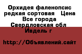 Орхидея фаленопсис редкая сортовая › Цена ­ 800 - Все города  »    . Свердловская обл.,Ивдель г.